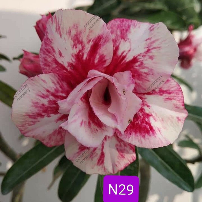 Buy Adenium Plant | Grafted Adenium Plant | Double Petal Grafted Adenium Plant | Adenium Plant Color PMN29