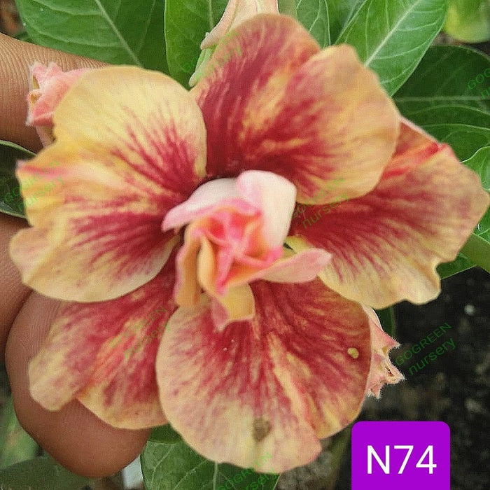 Buy Adenium Plant | Grafted Adenium Plant | Double Petal Grafted Adenium Plant | Adenium Plant Color PMN74