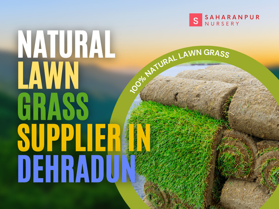 Natural Lawn Grass Supplier in Dehradun | Saharanpur Nursery