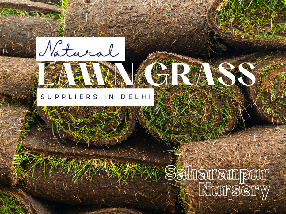 Natural Lawn Grass Supplier in Delhi | Saharanpur Nursery