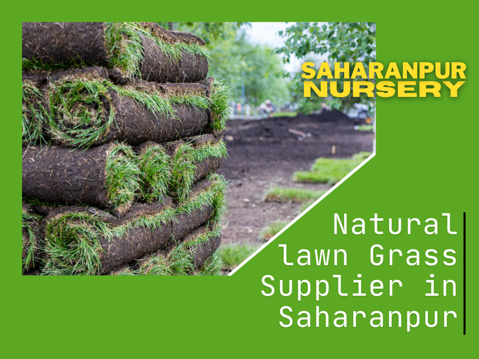 Natural Lawn Grass Supplier in Saharanpur | Saharanpur Nursery