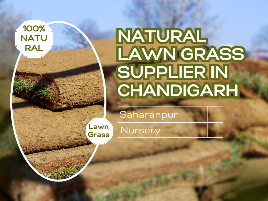 Natural Lawn Grass Supplier in Chandigarh | Saharanpur Nursery