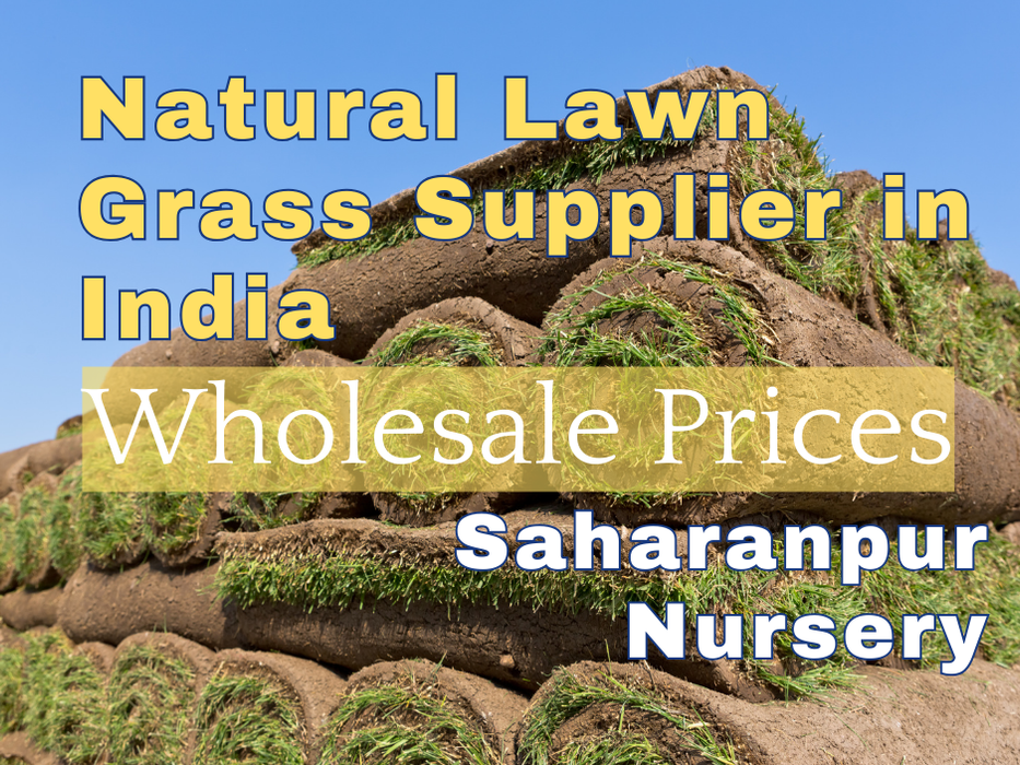 Natural Lawn Grass Supplier in India | Saharanpur Nursery