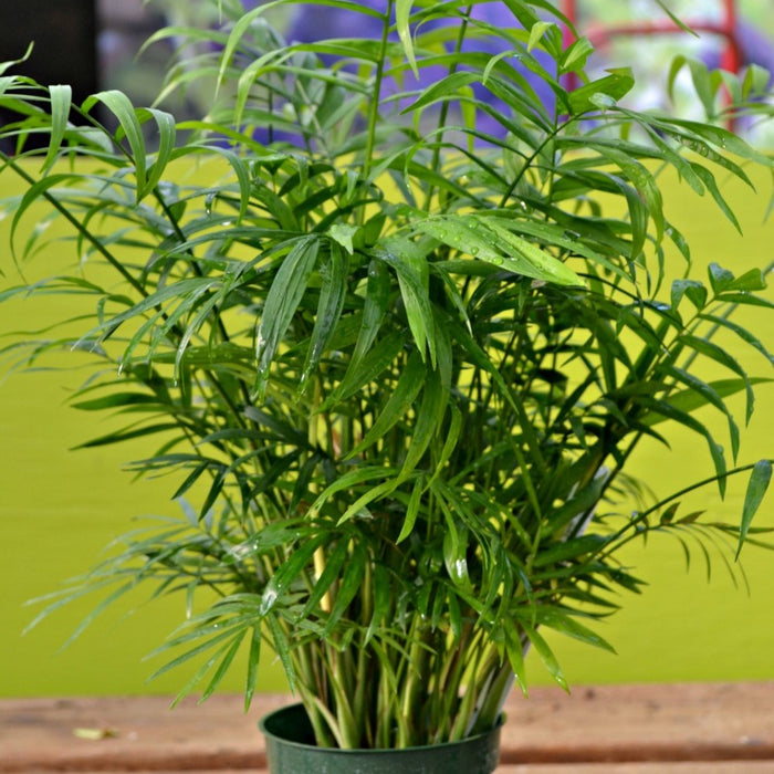 Bring Elegance to Your Home with the Chamaedorea Elegans Parlour Palm Plant