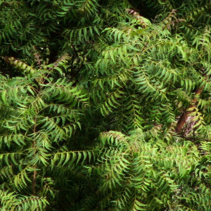 Azadirachta Indica (Neem Plant) Evergreen Tree with The Small Bright Green Leaves Home Garden Plant(1 Healthy Live