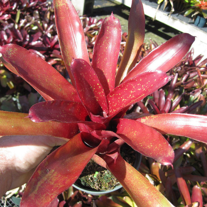 Neoregelia Fire Ball - Indoor Plants