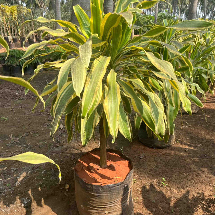 Bring Home the Beauty of the Painted Dragon Lily with Dracaena Fragrans Victoriae Plant