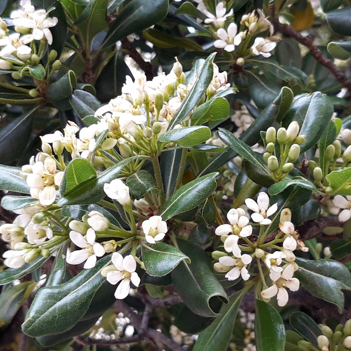 Buy Japanese Pittosporum Tobira Online - Aesthetic and Low-Maintenance Beauty for Your Garden