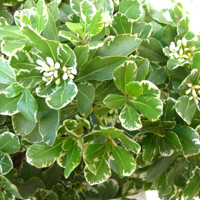 Stunning Variegated Pittosporum Tobira - Add Colorful Beauty to Your Garden Today