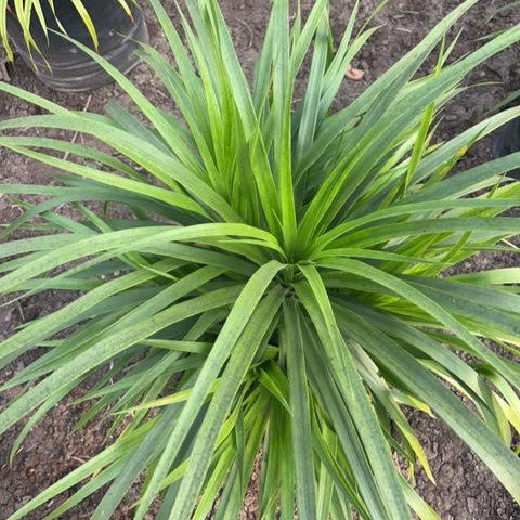 Narrow Leaf Dracaena Plant (Pleomele reflexa angustifolia) - Buy Now