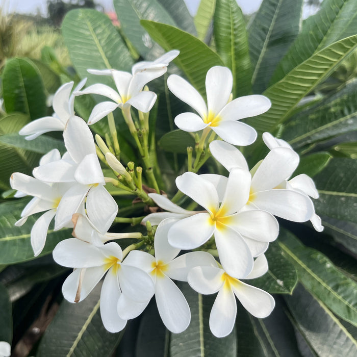 Beautiful Plumeria Alba No. 01 Narrow Leaf Frangipani Plant for Sale