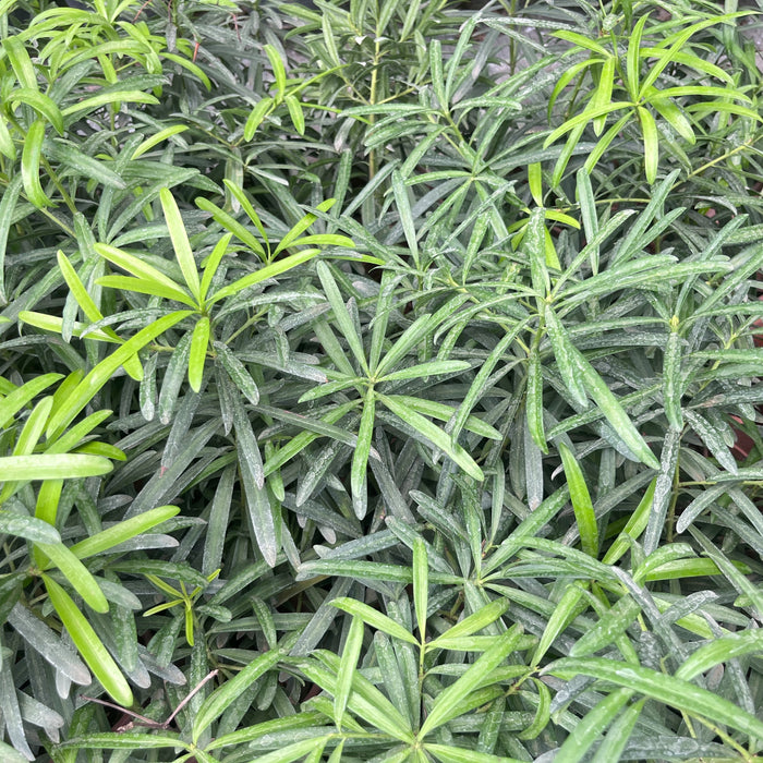 Podocarpus Plant for Sale | Transform Your Garden with This Elegant Evergreen