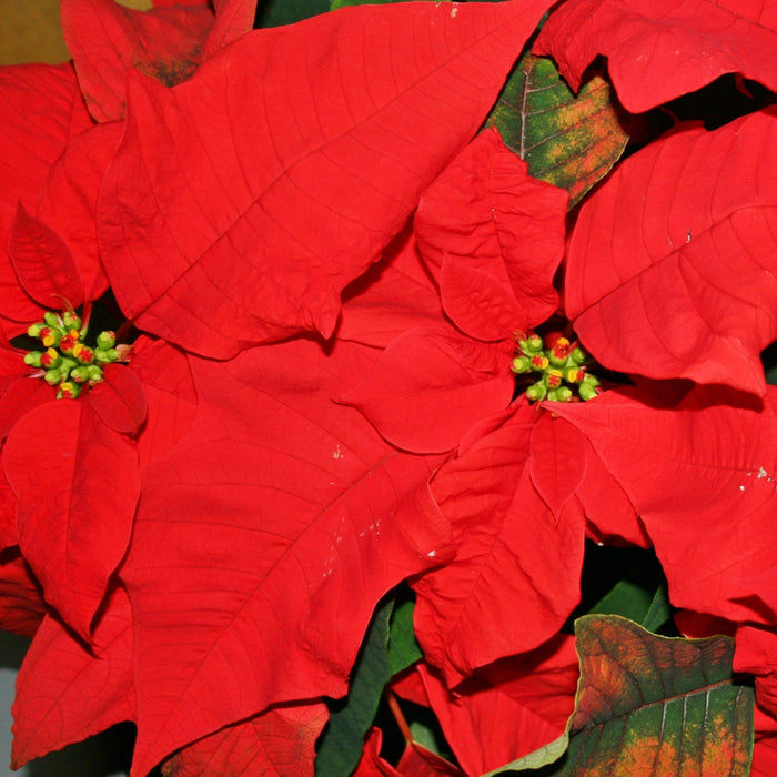 Bright Red Tukai Poinsettia: Add a Pop of Color to Your Home with the Euphorbia pulcherrima Variety