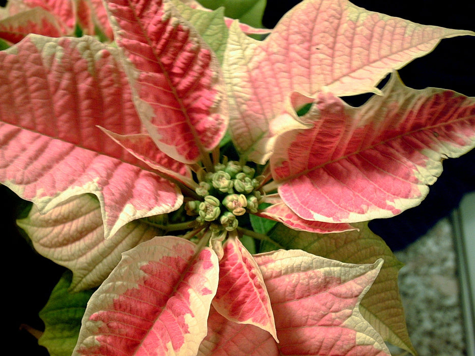 Beautiful Selection of Poinsettia and Euphorbia Plants | Dwarf Pink On Cream, Marble Dark Tukai, and Euphorbia pulcherrima tukai marble dark