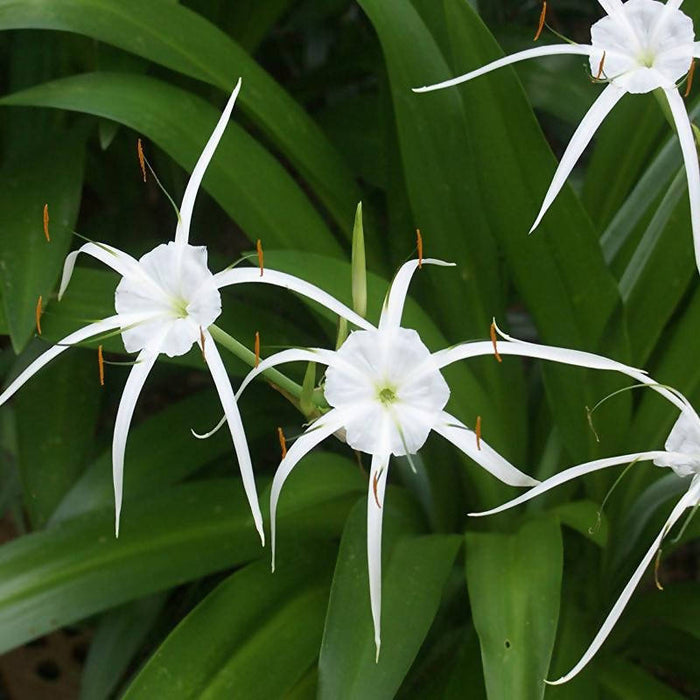 Spider Lily/Beach Spider Lily - Flowering Plants