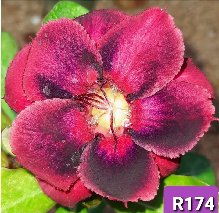 Buy Adenium Plant | Grafted Adenium Plant | Double Petal Grafted Adenium Plant | Adenium Plant Color PMR174