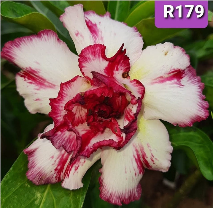 Buy Adenium Plant | Grafted Adenium Plant | Double Petal Grafted Adenium Plant | Adenium Plant Color PMR179