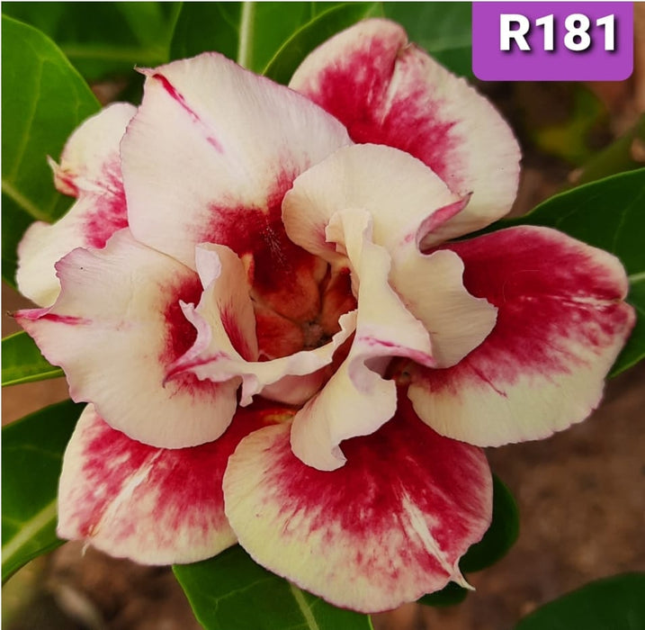 Buy Adenium Plant | Grafted Adenium Plant | Double Petal Grafted Adenium Plant | Adenium Plant Color PMR181