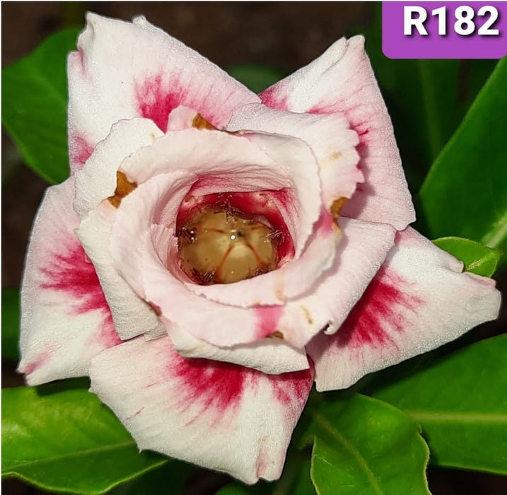 Buy Adenium Plant | Grafted Adenium Plant | Double Petal Grafted Adenium Plant | Adenium Plant Color PMR182