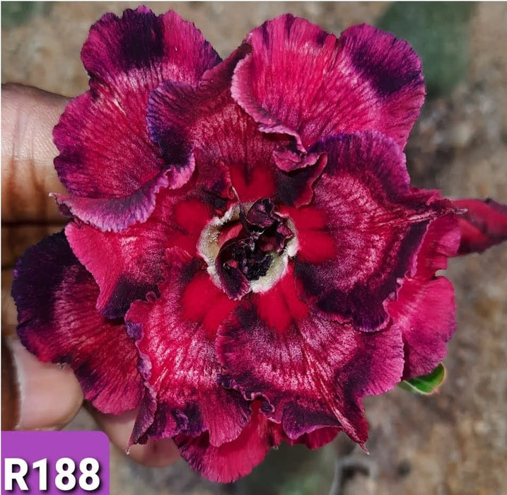 Buy Adenium Plant | Grafted Adenium Plant | Double Petal Grafted Adenium Plant | Adenium Plant Color PMR188