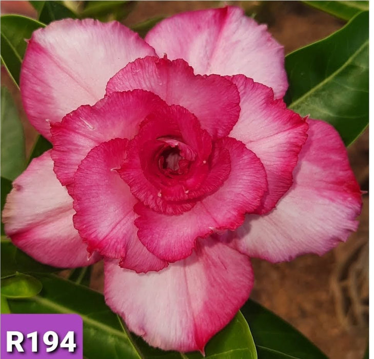 Buy Adenium Plant | Grafted Adenium Plant | Double Petal Grafted Adenium Plant | Adenium Plant Color PMR194