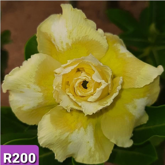 Buy Adenium Plant | Grafted Adenium Plant | Double Petal Grafted Adenium Plant | Adenium Plant Color PMR200