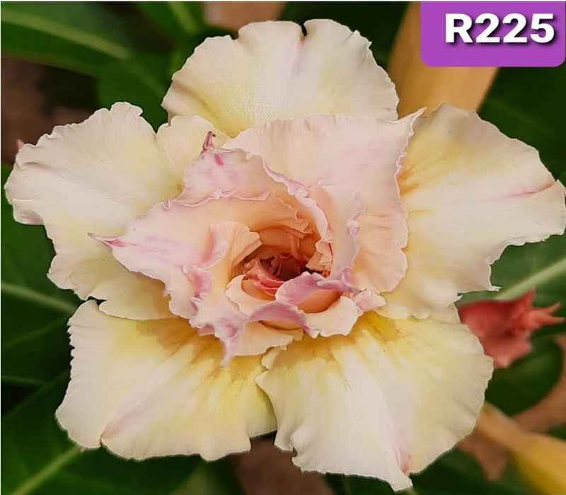 Buy Adenium Plant | Grafted Adenium Plant | Double Petal Grafted Adenium Plant | Adenium Plant Color PMR225