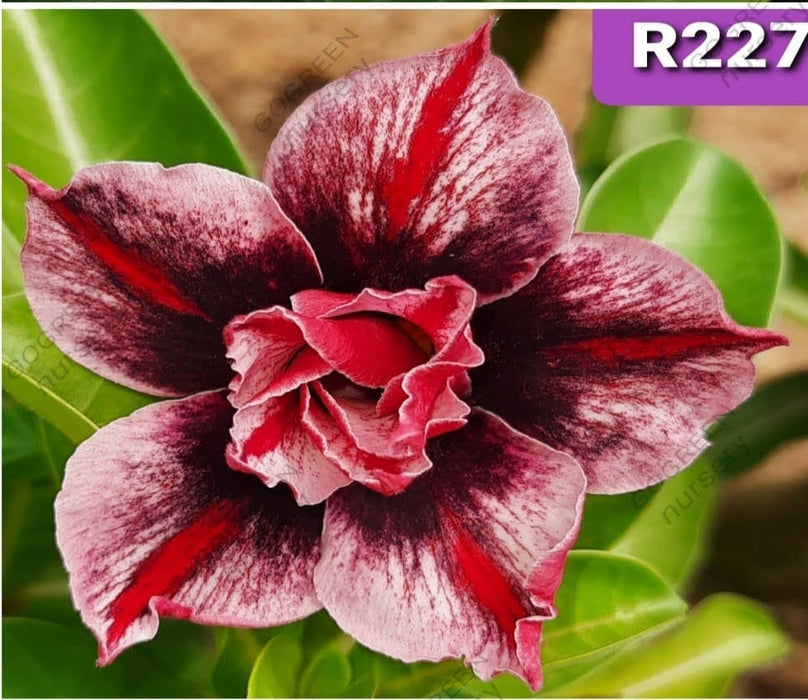 Buy Adenium Plant | Grafted Adenium Plant | Double Petal Grafted Adenium Plant | Adenium Plant Color PMR227