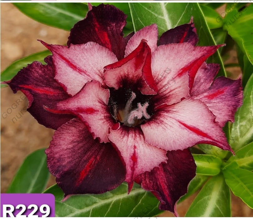 Buy Adenium Plant | Grafted Adenium Plant | Double Petal Grafted Adenium Plant | Adenium Plant Color PMR229