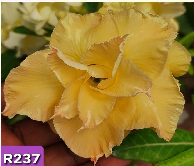 Buy Adenium Plant | Grafted Adenium Plant | Double Petal Grafted Adenium Plant | Adenium Plant Color PMR237