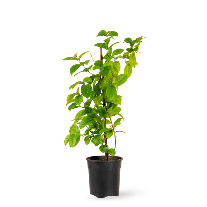 Rangoon Creeper - Creepers & Climbers