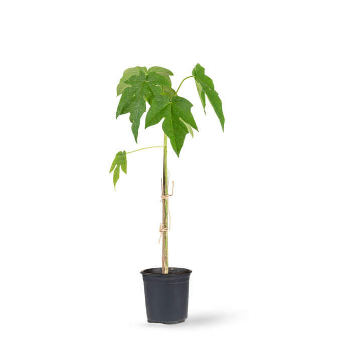 Red Papaya - Fruit Plants & Tree