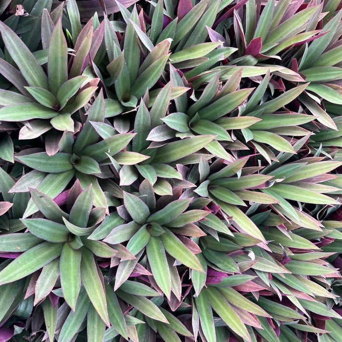 Buy Moses In A Boat Compact Rhoeo Spathacea - Perfect for Small Space Gardening