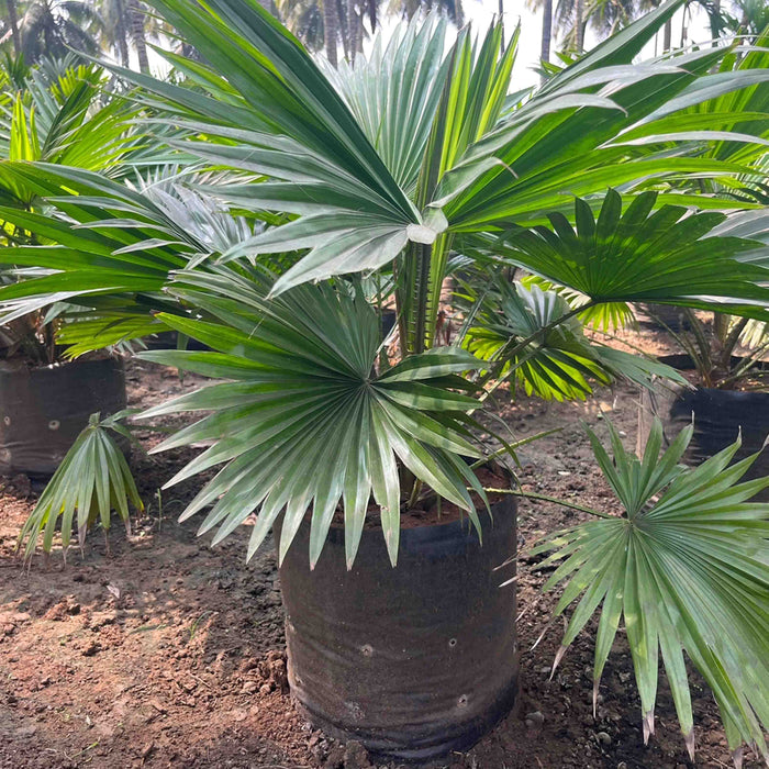 Buy the Beautiful Livistona Rotundifolia - Table Palm, Footstool Palm, Round Leaf Fan Palm, Serdang Tree Today!