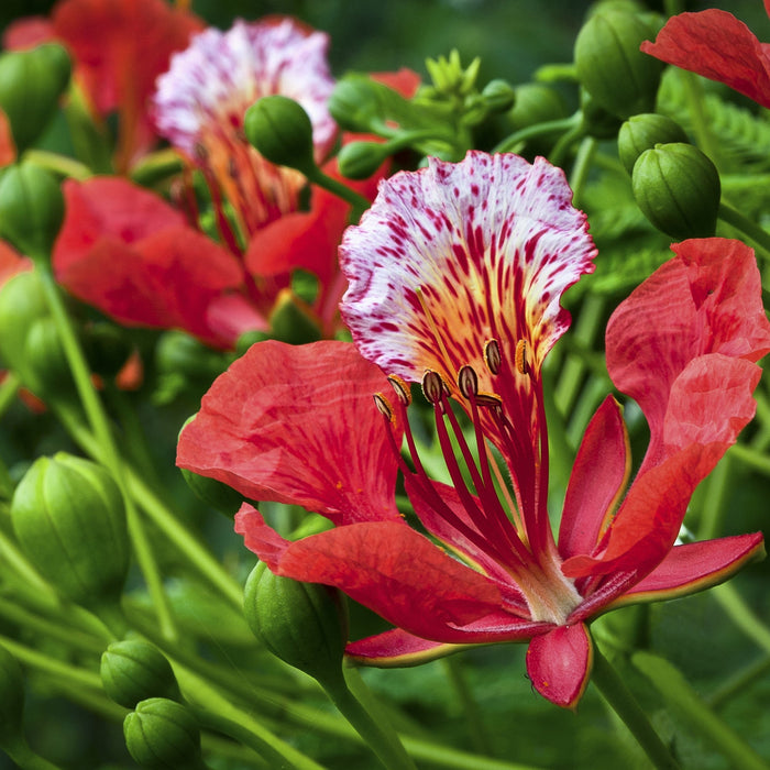 Brighten Your Garden with a Stunning Delonix regia (Gulmohar) Tree - Buy Now!