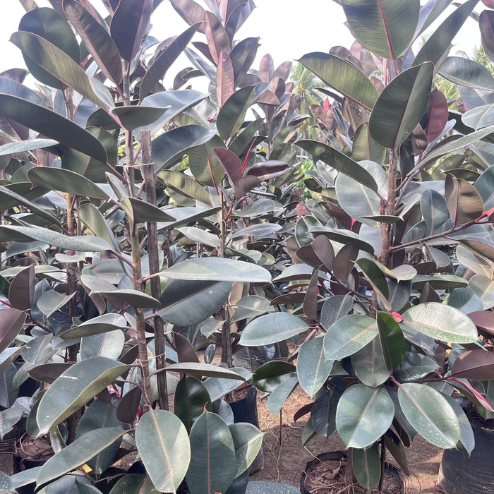 Buy Exotic Ficus Elastica Decora Rubra Black Prince Plant - Add a Touch of Elegance to Your Home