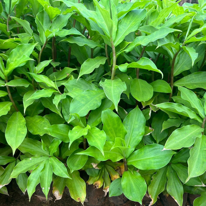 Stunning Scarlet Spiral Flag Ginger (Costus Spiralis) for Sale