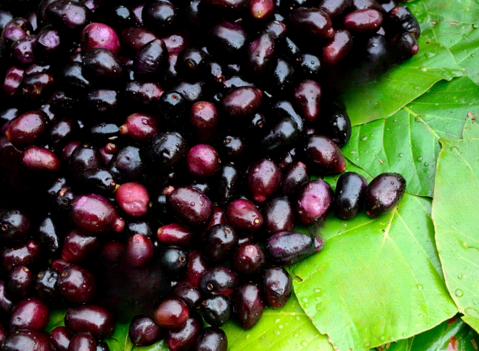 Seedless Jamun - Fruits Plant & tree