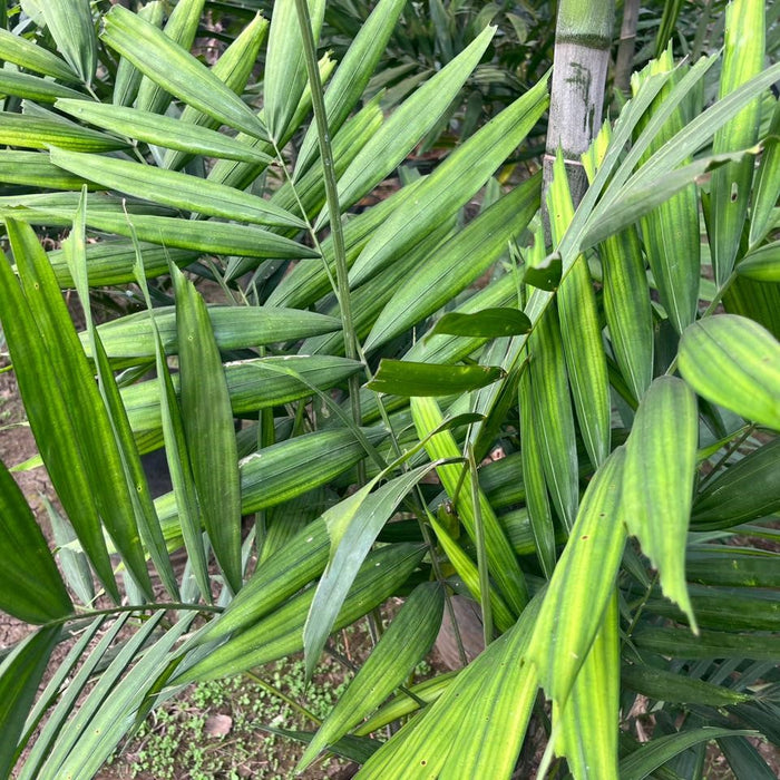 Exotic Howeia Forsteriana (Kentia) Palm Plant | Bring Paradise to Your Home