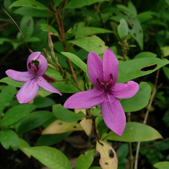 Emarald Purple - Flowering Plants