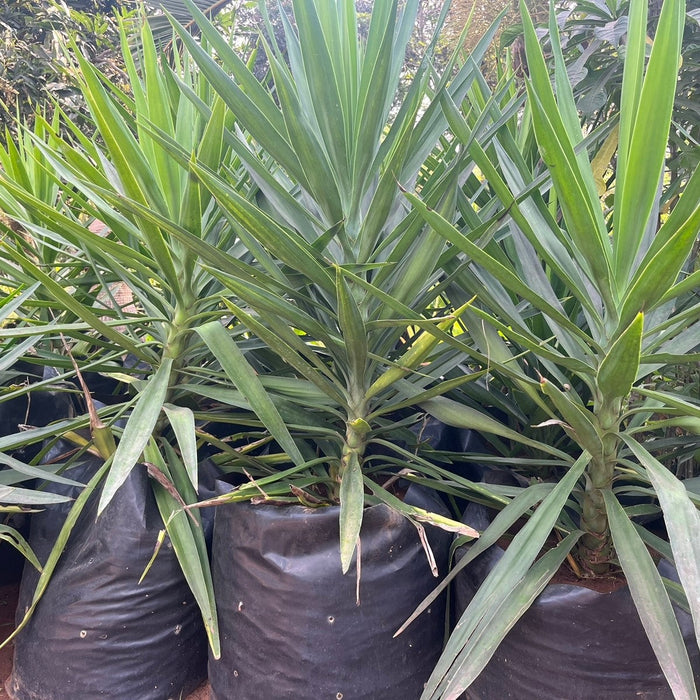 Yucca elephantipes,Yucca Green, Giant Yucca, Spineless Yucca, Palm Lily