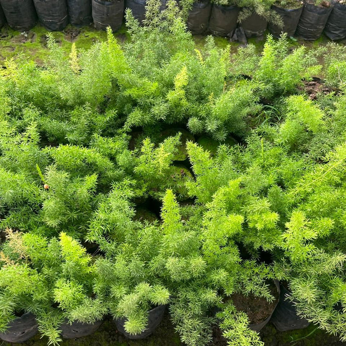 Buy Asparagus Sprengerii Fern - Elegant and Low Maintenance Houseplant