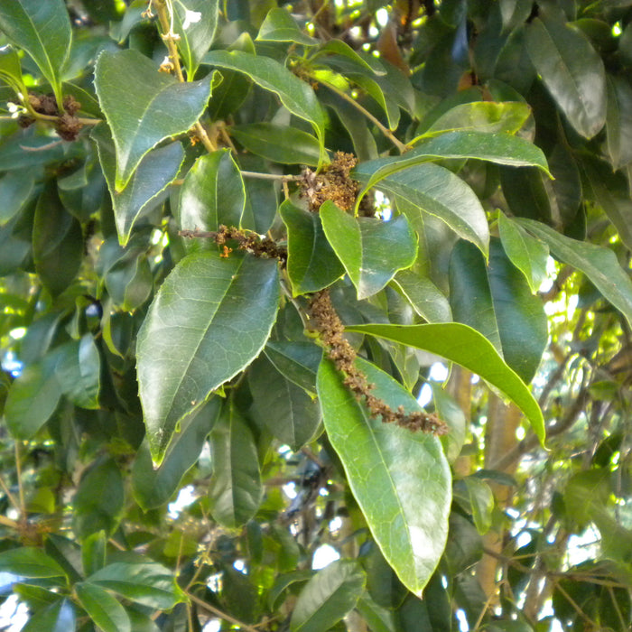 Experience the Fragrant Bliss | Shop Sweet Olive Plant (Osmanthus fragrans, Olea fragrans, Good Luck Tree)