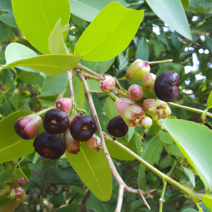 Syzygium cumini seedless,Seedless Jambolan