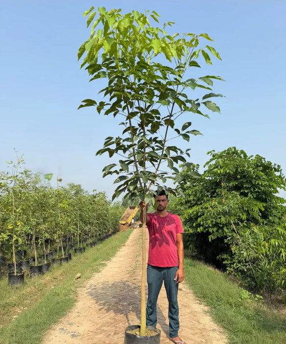 Tabebuia Rosea | Pink Trumpet Tree | Pink Poui |
