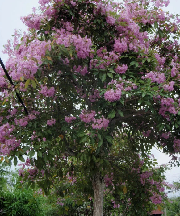 Tabebuia Rosea | Pink Trumpet Tree | Pink Poui |