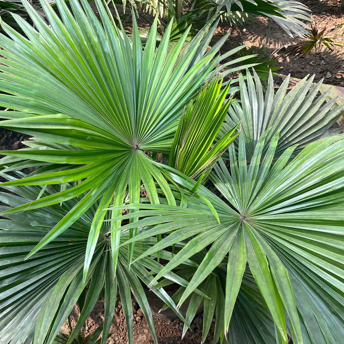 Buy the Beautiful Livistona Rotundifolia - Table Palm, Footstool Palm, Round Leaf Fan Palm, Serdang Tree Today!