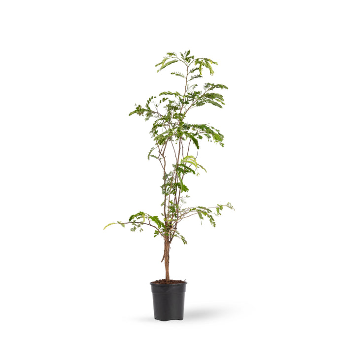 Tamarind(Grafted) - Fruit Plants & Tree