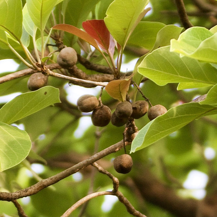 Terminalia bellirica (Baheda) - Premium Medicinal Plant for Sale