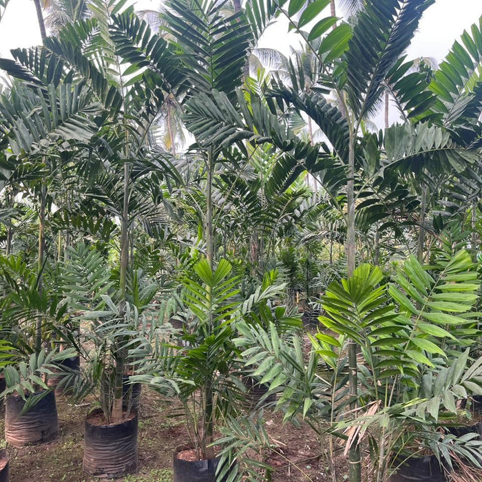 Exotic Howeia Forsteriana (Kentia) Palm Plant | Bring Paradise to Your Home